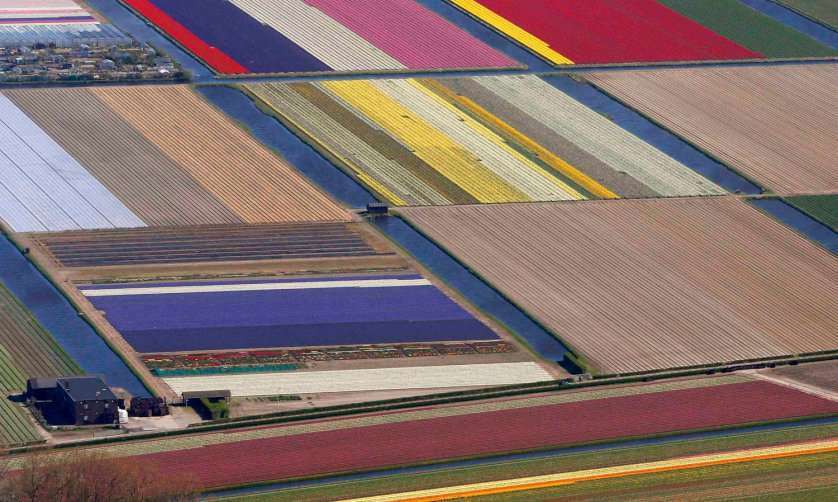 Aerial view of flowers fields near the Keukenhof park, also known as the Garden of Europe, in Lisse April 9, 2014. Keukenhof, employing some 30 gardeners, is considered to be the world's largest flower garden displaying millions of flowers every year. REUTERS/Yves Herman (NETHERLANDS - Tags: SOCIETY ENVIRONMENT)