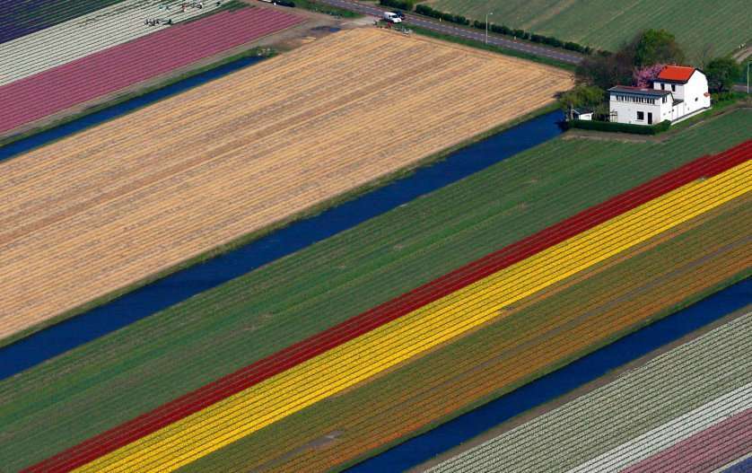 REFILE - CORRECTING TYPO IN FLOWER IN FIRST SENTENCE Aerial view of flower fields near the Keukenhof park, also known as the Garden of Europe, in Lisse April 9, 2014. Keukenhof, employing some 30 gardeners, is considered to be the world's largest flower garden displaying millions of flowers every year. REUTERS/Yves Herman (NETHERLANDS - Tags: SOCIETY ENVIRONMENT TPX IMAGES OF THE DAY)
