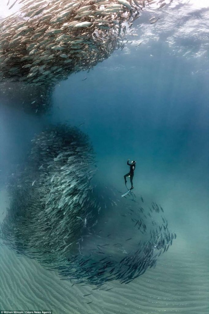 Foto/Njihuni me botën e pabesueshme nënujore