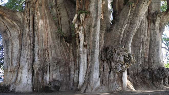 Mexico, Oaxaca, Santa Maria del Tule, Ancient cypress tree Arbol del Tule. (Photo by: Eye Ubiquitous/UIG via Getty Images)