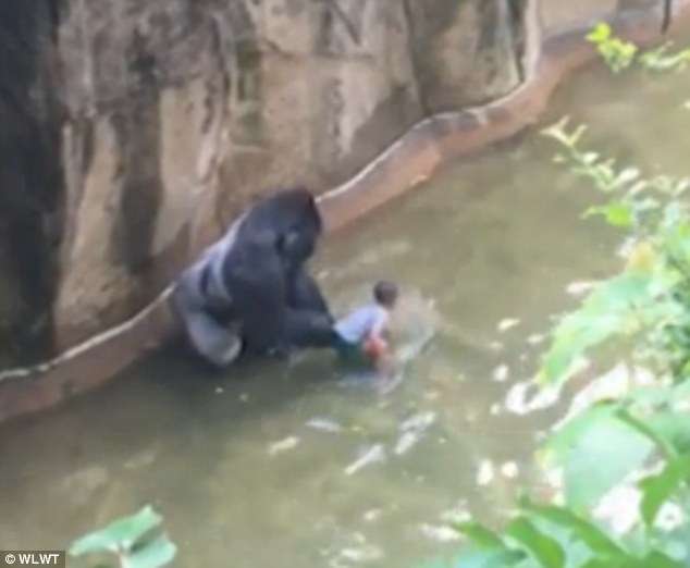Video/Momenti i frikshëm kur fëmija bie në kafazin e gorillës