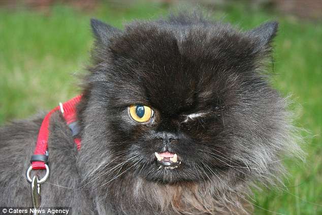 Foto/ Macja “Vampir”, më e famshme në botë