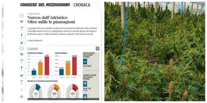 “Corriere”: Në Shqipëri është dyfishuar marijuana e mbjellë, qarkullojnë miliona euro