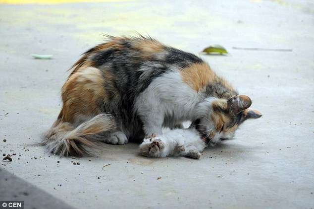 Foto prekëse/ Macja përpiqet të ringjallë kotelet