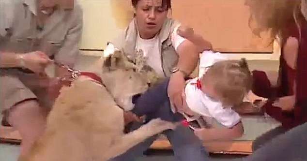 Video/Luani sulmon fëmijën gjatë emisionit televiziv