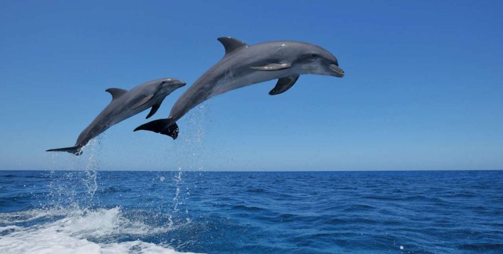 Delfinët thirren në ndihmë për të shpëtuar speciet më të rrezikuara
