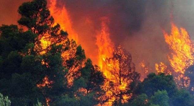 Emergjencat Civile : 3 vatra zjarri në pyjet e qarkut Fier dhe Elbasan