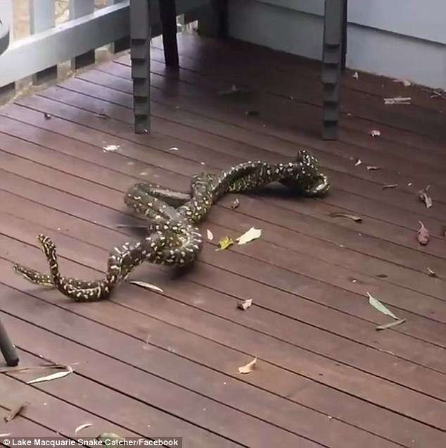 Video/ I keni parë si zihen gjarpërinjtë për dashurinë e një femre?