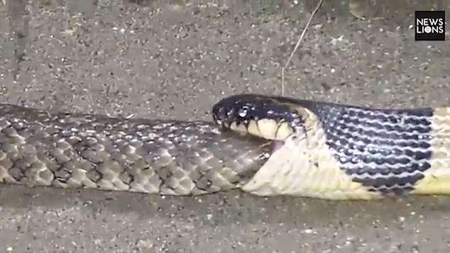 Video/ Lufta brenda llojit, pamjet kur gjarpri gëlltit gjarprin
