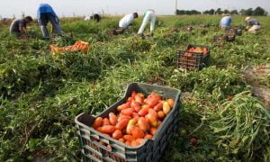 E vërteta e hidhur pas domateve italiane