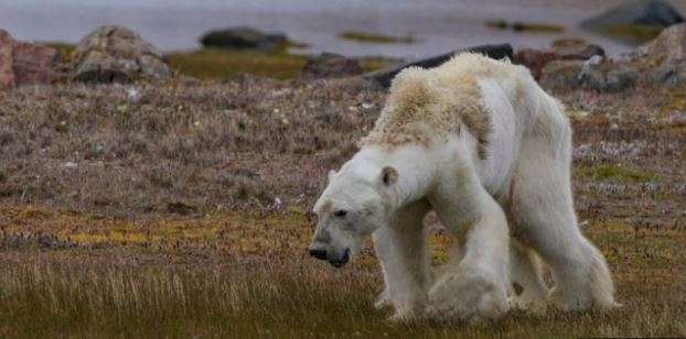 Arinjtë polarë rrezikojnë zhdukjen pas 1 shekulli