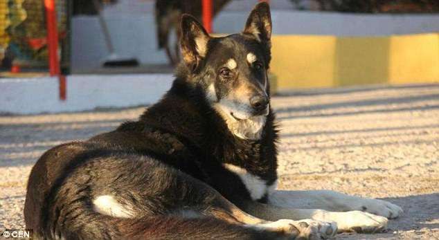 Historia e qenit që qëndroi për 11 vite te varri i të zotit