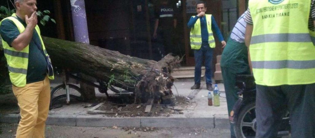 Foto: Rrëzohen dy pemë në Tiranë