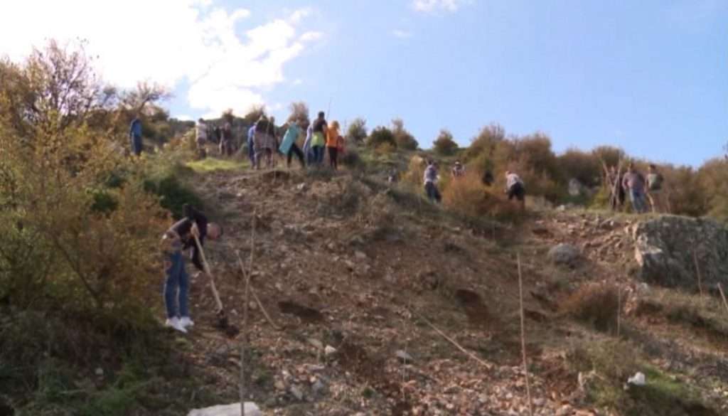 Nis mbjellja e pemëve pas rëshkitjes së dherave në kodrën e Kalasë së Lezhës