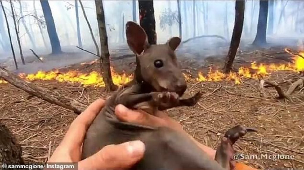 Momenti kur shpëtohet kanguri i vogël nga zjarret në Australi