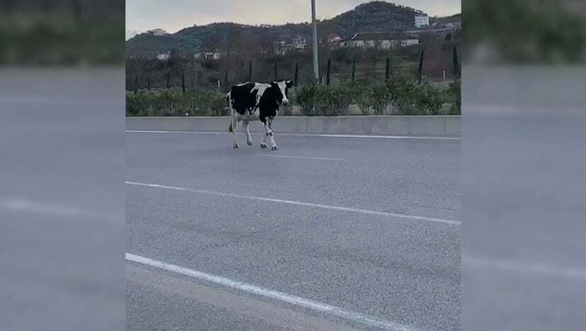 Kafshët në rrugët e Shqipërisë, si askund në Europë