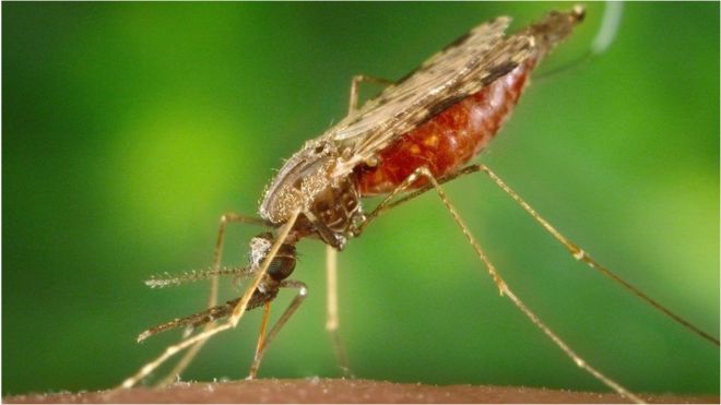Zbulohet mikrobi që mund të ndalojë malarien