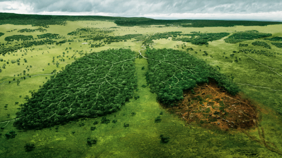 Pyllëzimi, më tepër dëme se të mira?
