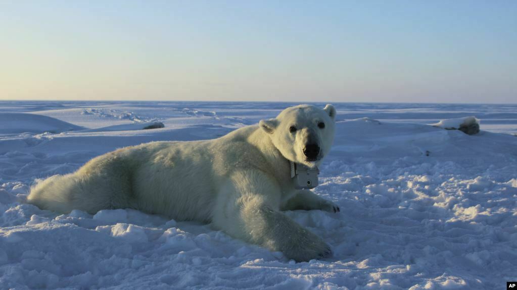 Arinjtë polarë mund të zhduken deri në vitin 2100