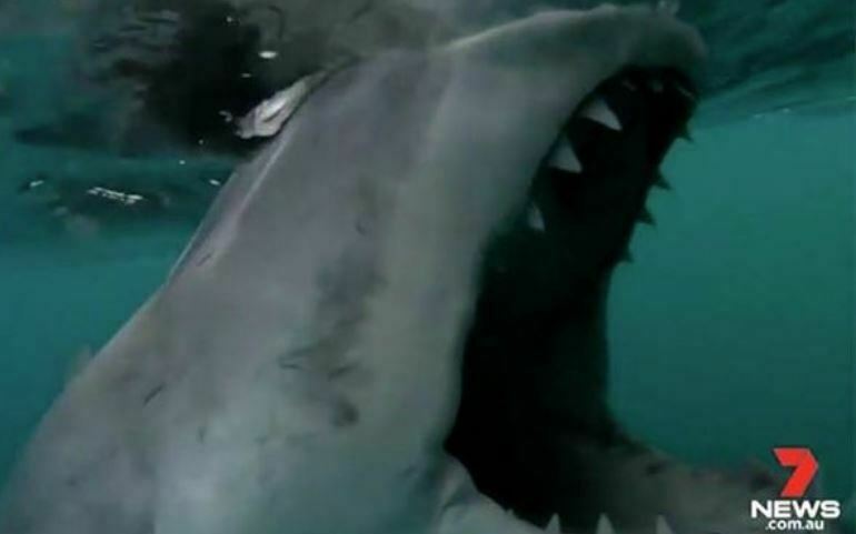 Dy vëllezërit sulmohen nga peshkaqeni i bardhë