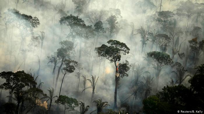 Zhdukje dramatike të pyjeve tropikalë në Amazonë