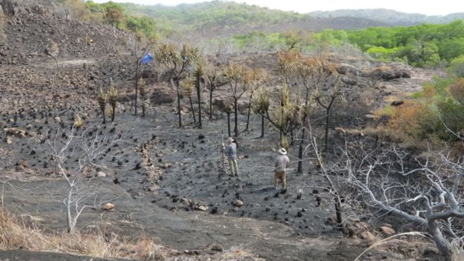 Zbulimi në Australi, njerëzit kultivonin banane që 2000 vjet më parë