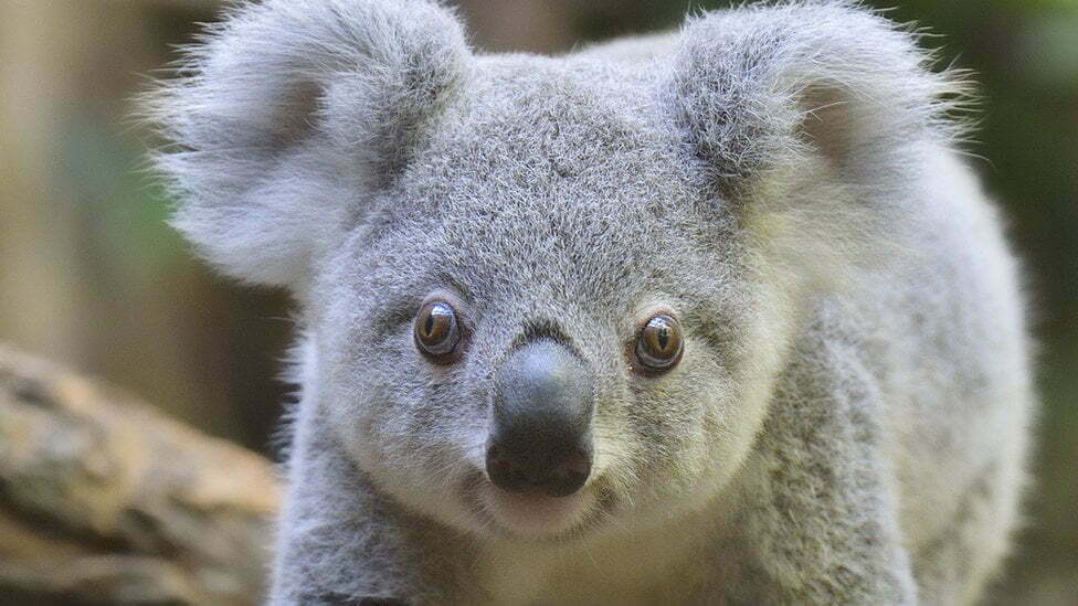Reduktohet numri i koalave në Australi