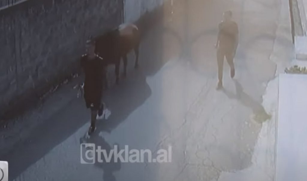 Vjedhja e kalit në Shkodër, grabitësit e kthejnë pas transmetimit në Stop