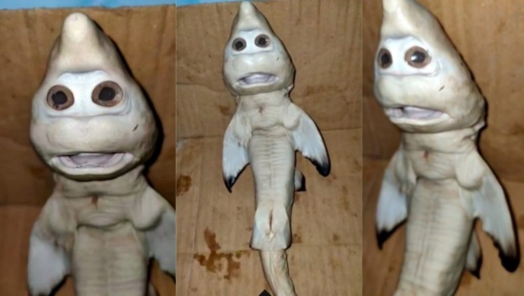 Peshkatari tronditet kur shikon peshkaqenin mutant me fytyrë njeriu