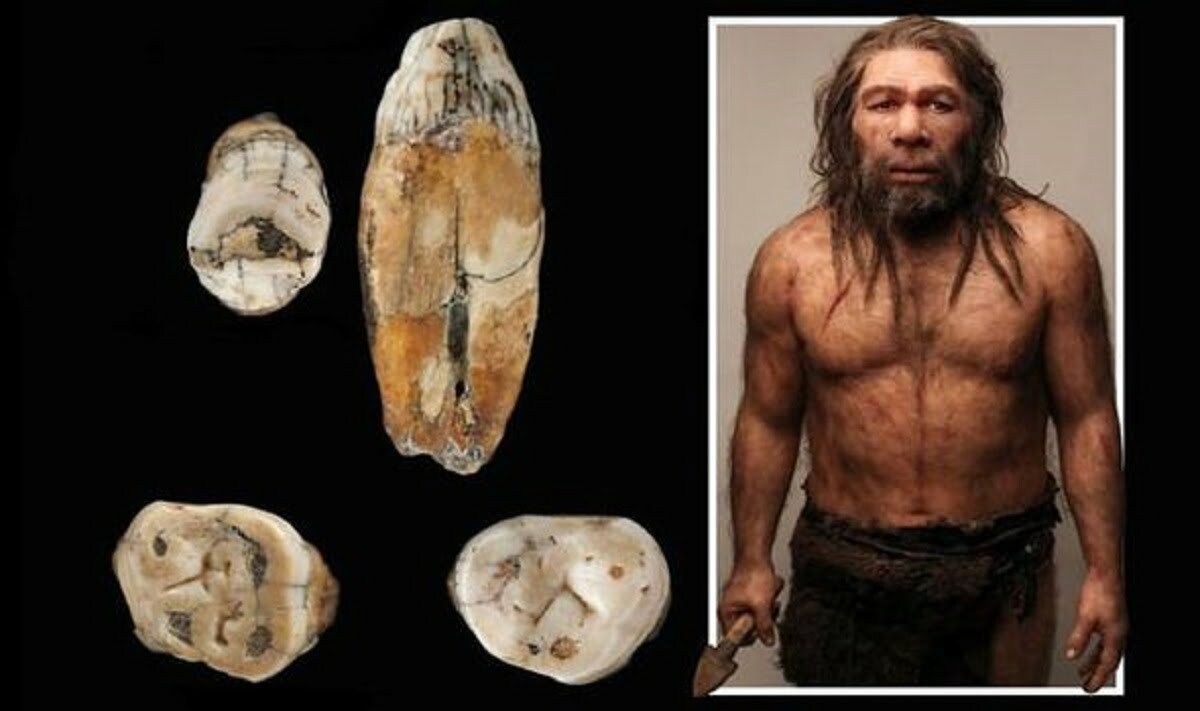 Неандерталец и кроманьонец сравнение фото