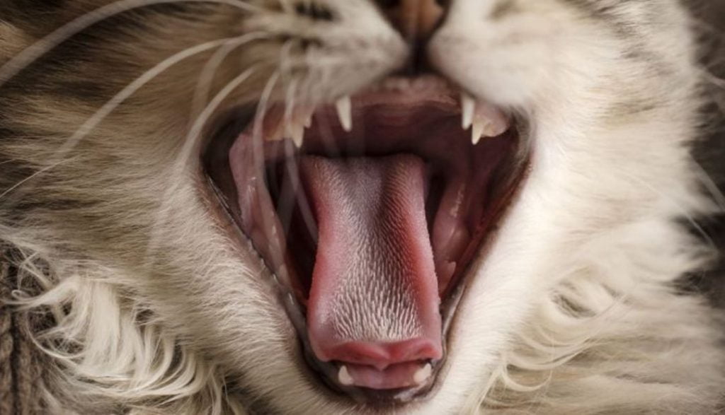 Gjuha e maces fsheh një sekret që i bën ato shumë të veçanta