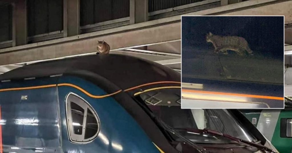 Macja refuzon të zbresë nga çatia e trenit për 2 orë e gjysmë, vonohet udhëtimi