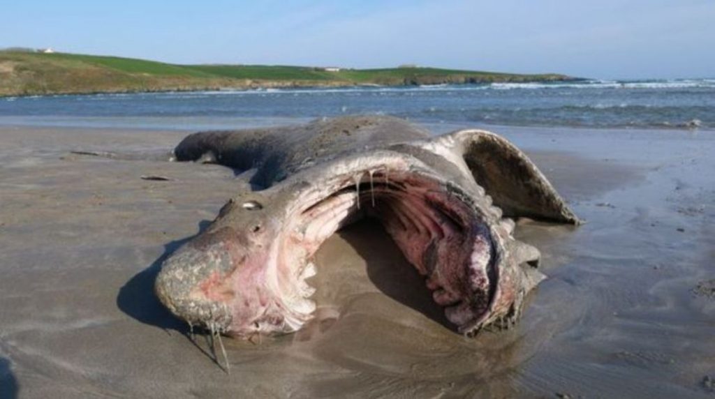 Gjendet në plazh një peshkaqen gjigand, mënyra si ka ngordhur ngelet mister për ekspertët