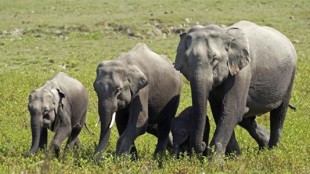 Rrufeja vret 18 elefantë të egër në Indi