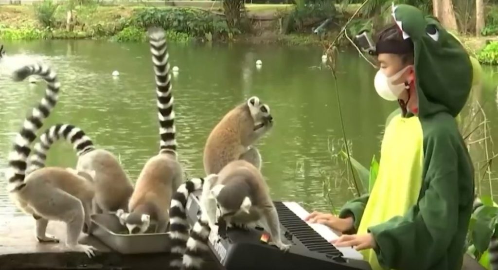 Pianistja e mitur luan muzikë për kafshët në Tajlandë