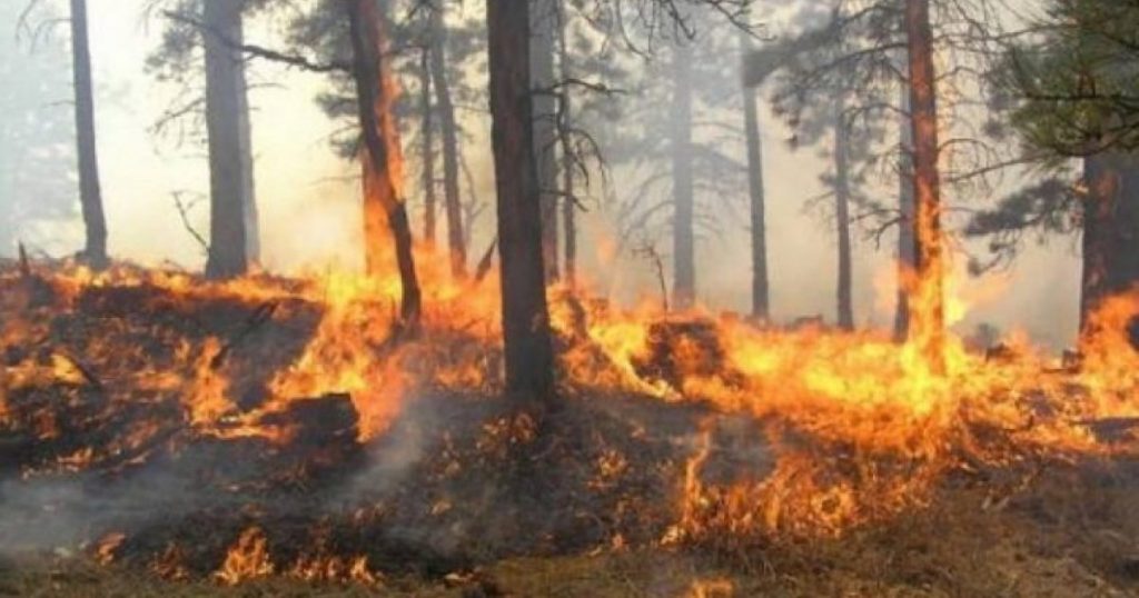 Zjarr masiv në kodrat e qytetit të Lushnjes, rrezikohen disa banesa