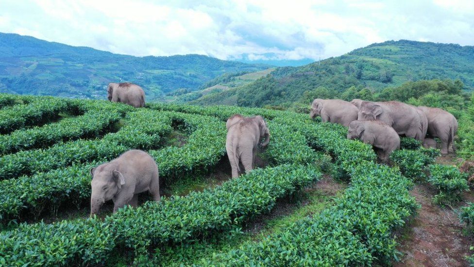 Frika për tragjedi, tufa e elefantëve evakuuon qytetin me 150 mijë banorë