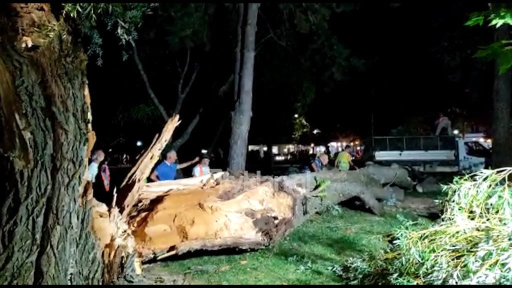 Stuhi e fortë në Pogradec, thyhen pemët