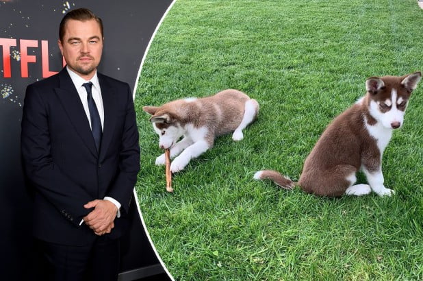 Leonardo DiCaprio hidhet në liqenin e ngrirë për të shpëtuar qentë e tij