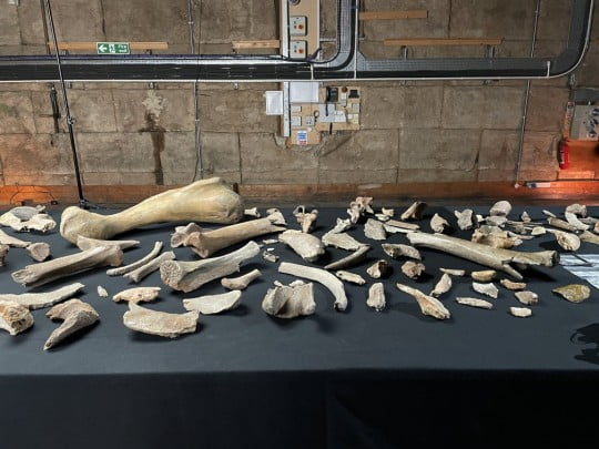 Gjenden 5 skelete mamuthësh 200 mijë vjeçarë