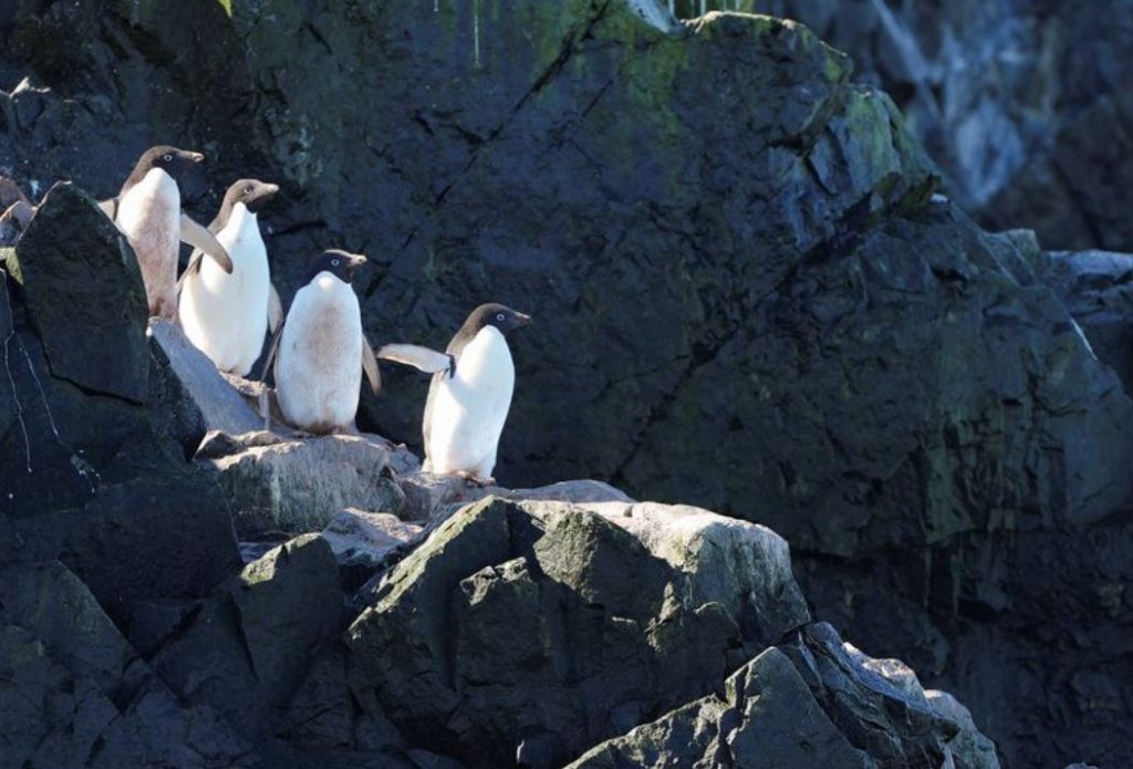 Pinguinët, tregues se si ndikon ngrohja globale në botë