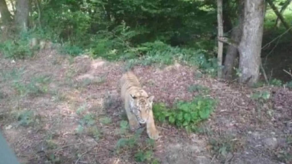 Arratiset nga kopshti zoologjik në Ukrainë, tigri i egër alarmon tre qytete sllovake