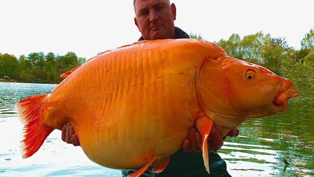 Peshkatari thyen rekordin botëror, kap peshkun më të madh në botë