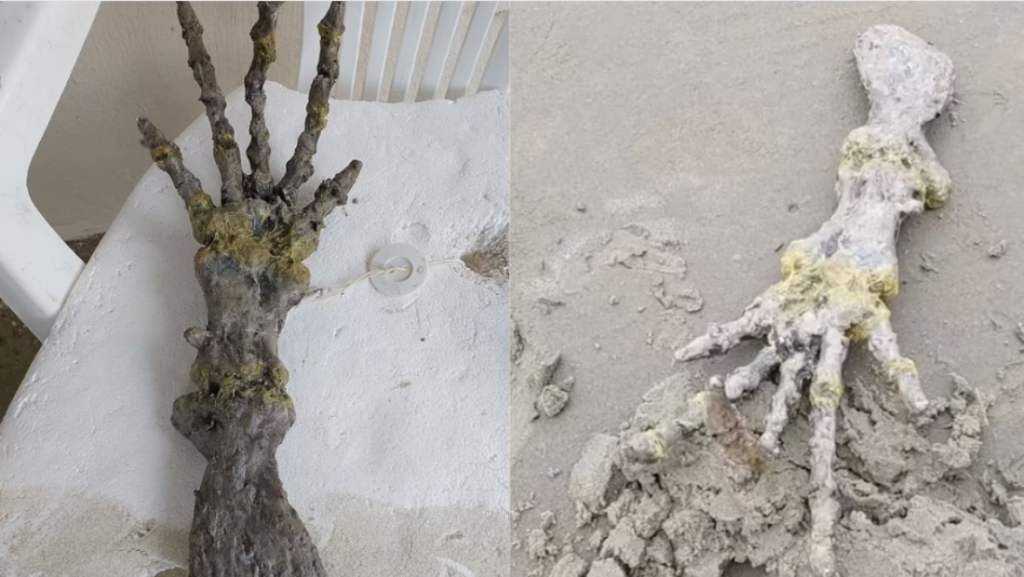 Gjendet në bregdetin e Brazilit një skelet ku duket si dora e një alieni, çfarë thonë shkencëtarët?