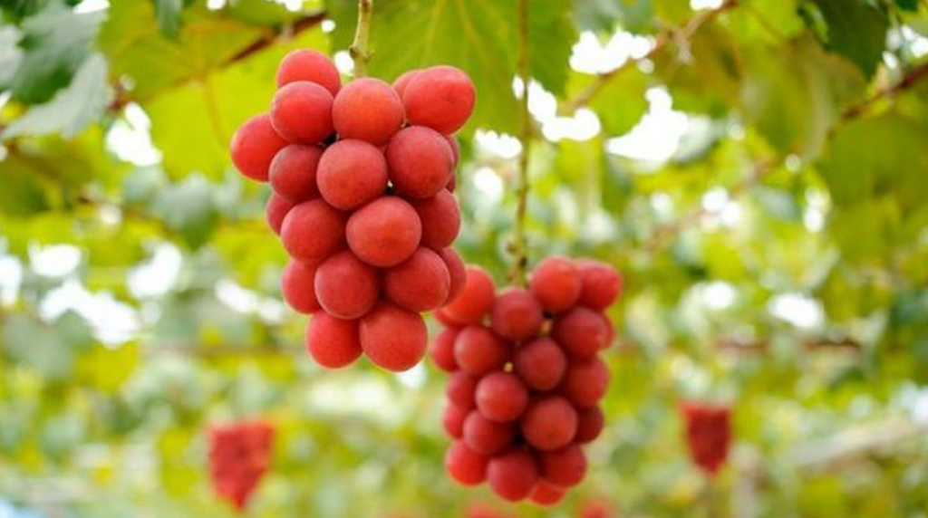 Rrushi Romak Rubin, më i shtrenjti në botë! Një verigë kushton 10 mijë Euro