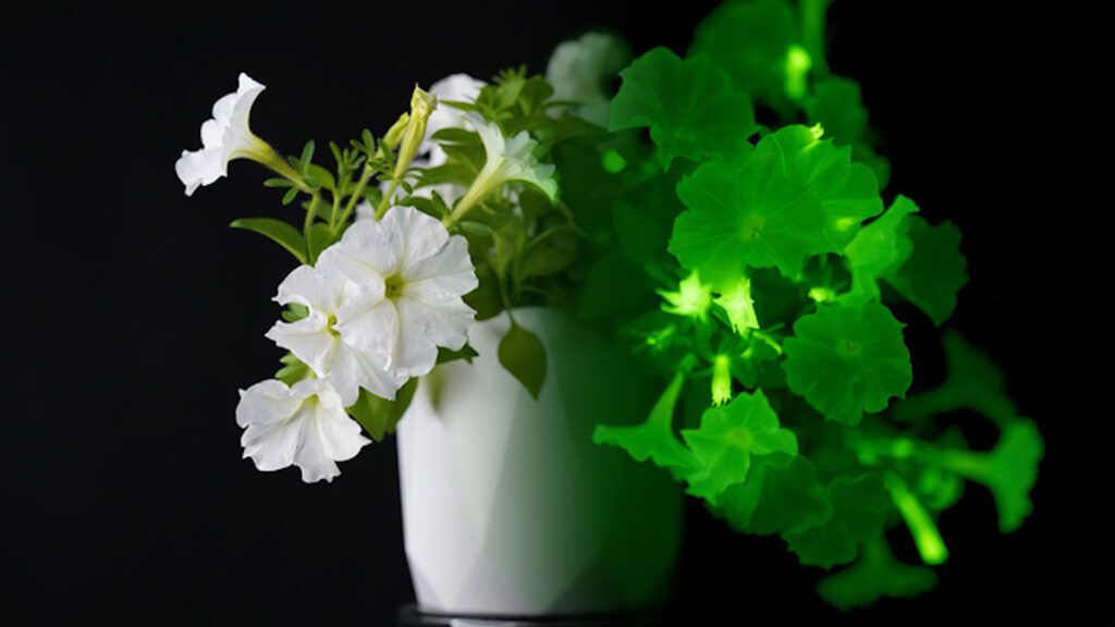 Bimë ndriçuese në apartamente/Biologjia sintetike përdor genin e kërpudhave për lëshimin e dritës në bimët e gjelbra