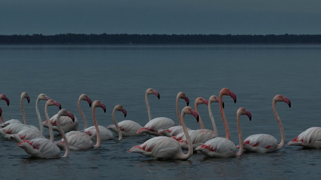 Flamingot ‘pushtojnë’ Divjakën