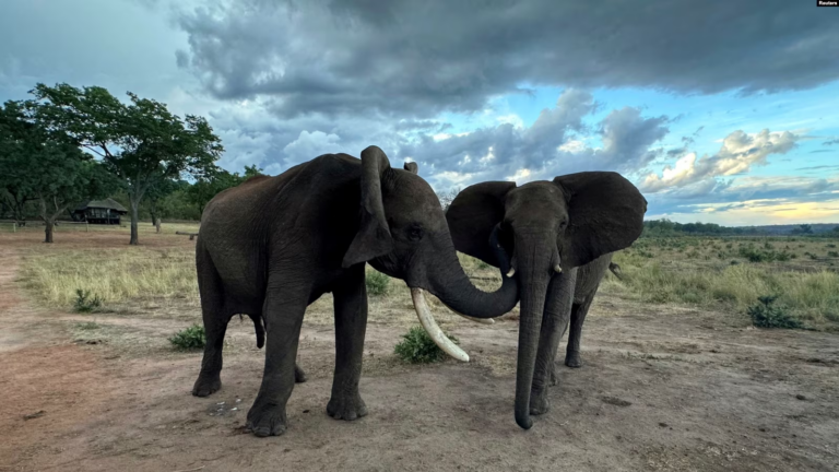 Si komunikojnë elefantët me njëri-tjetrin?