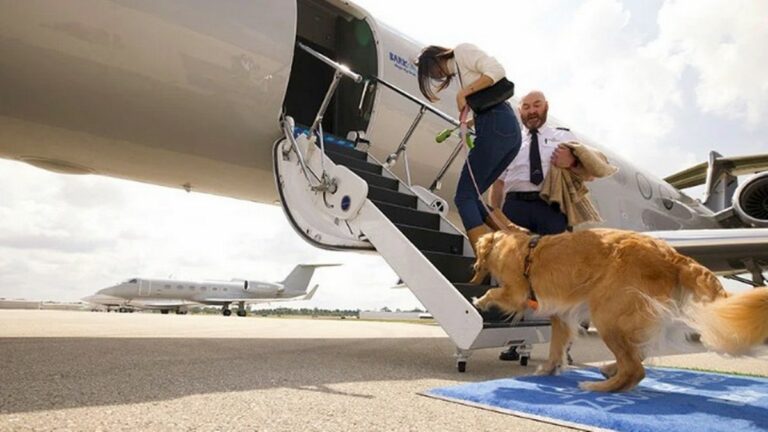 Një linjë ajrore posaçërisht për qentë, mësoni shtetin nga ku do të nisë fluturimi i parë