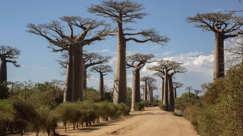 Shkencëtarët zbulojnë misterin e "pemës së lashtë të jetës"